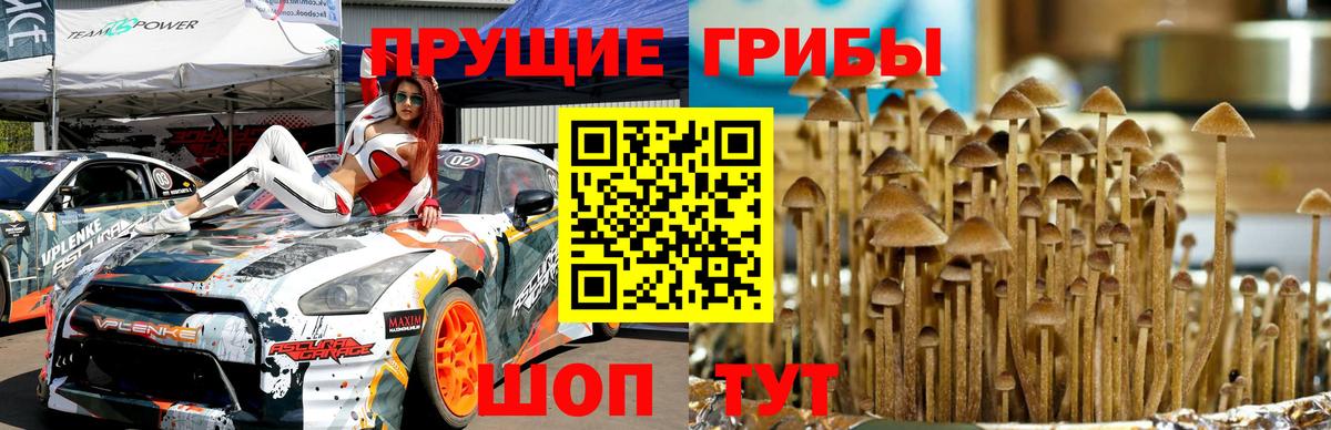 Галлюциногенные грибы Psilocybe  наркотики  Гусь-Хрустальный  Вход с VPN  Галлюциногенные грибы мухоморы 